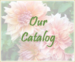Introduction to Our Catalog