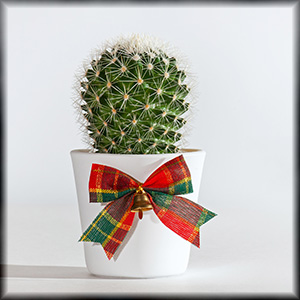 Gifting Plants? Use and give EoP for strength and balance.