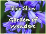 Garden of Wonders