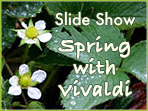 Spring with Vivaldi