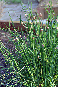 chive buds