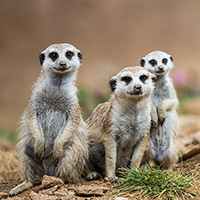 curious meerkats