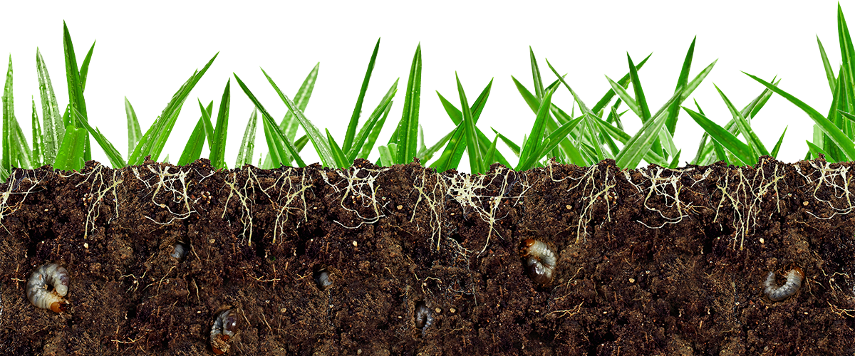 grass soil grubs