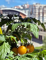 balcony tomato plant