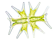 microbe close-up