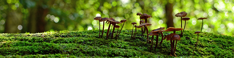 mushrooms on a mossy log