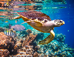 sea turtle and coral