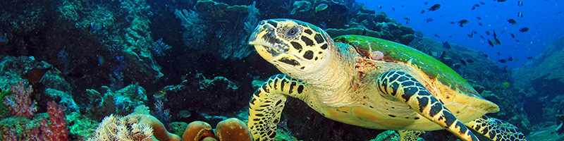 sea turtle face