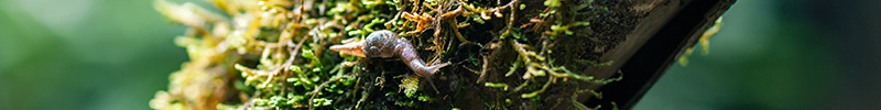 snail moss tree