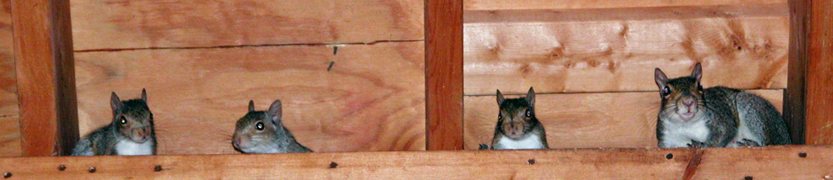 squirrels in rafters