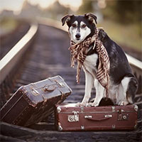 travelin dog
