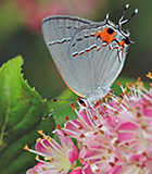 garden moth